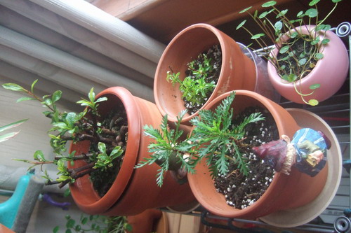 非诚勿扰20100314