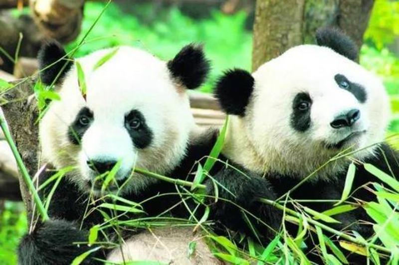 史上最寥寂熊猫 史上最寥寂熊猫