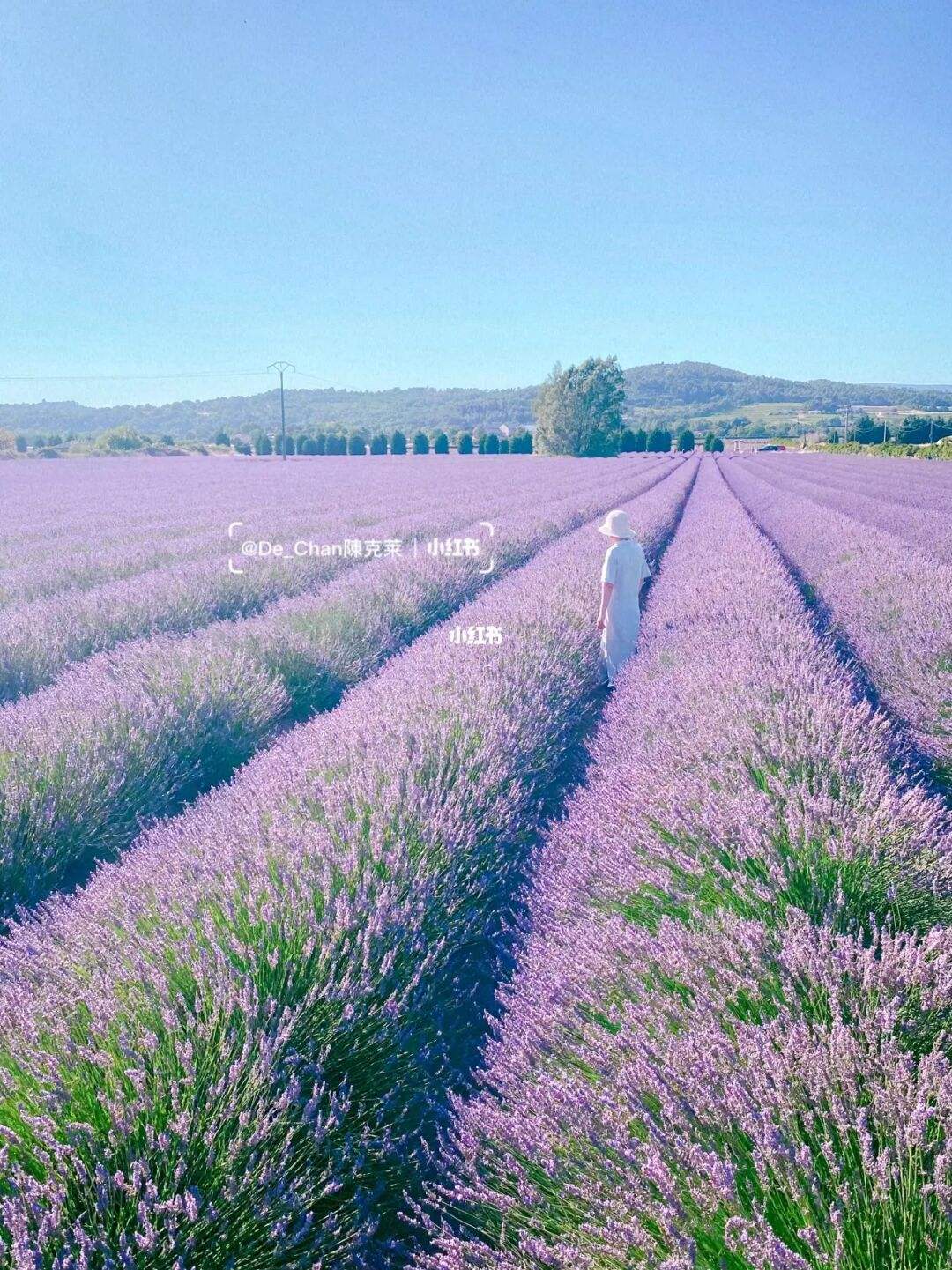 高圆圆薰衣草花海