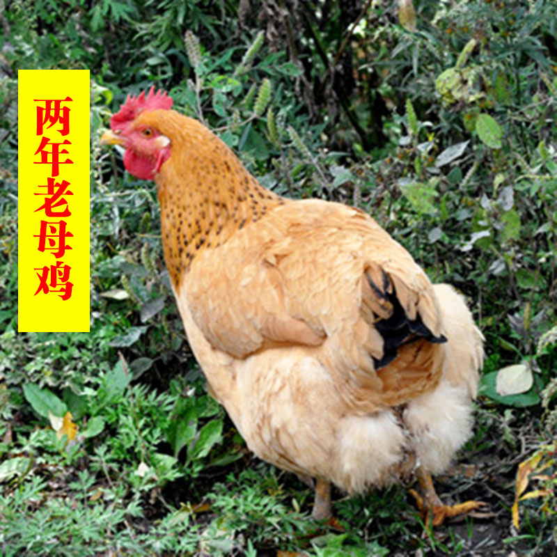 草鸡男 草鸡男