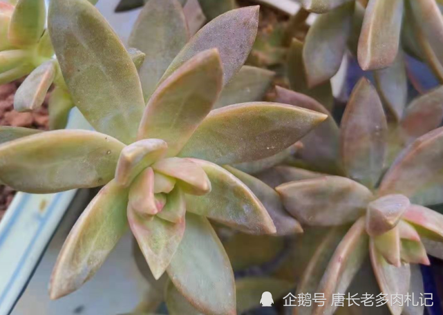 多肉质量好的现言 多肉质量好的现言
