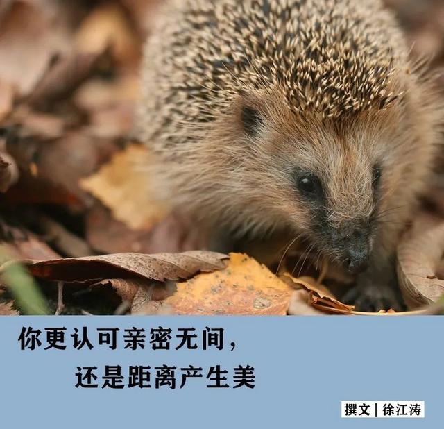 刺猬效应歌词 刺猬效应歌词