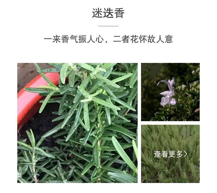 韩剧迷迭香 韩剧迷迭香