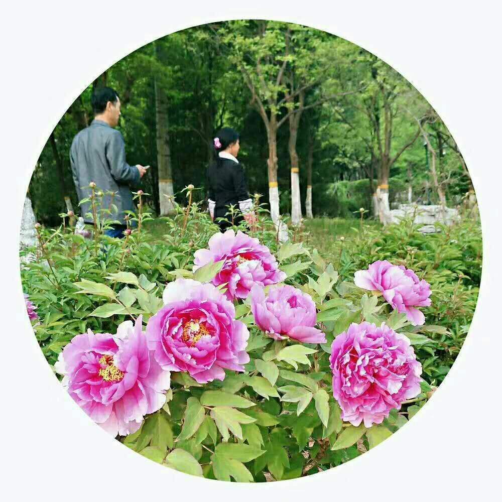 强心脏100817 强心脏100817