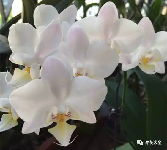 樱花皇后