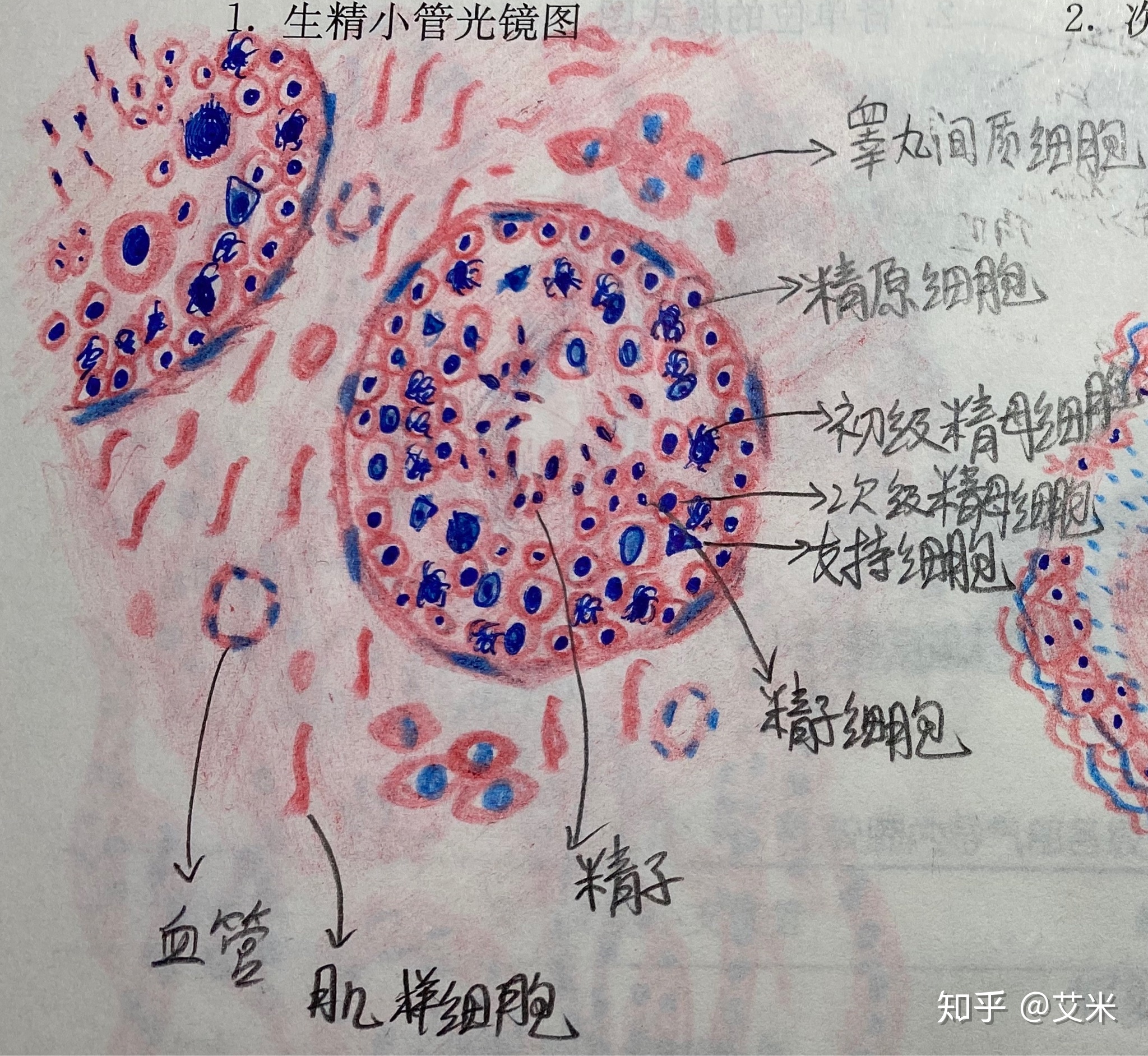 艾米的验尸呈报 艾米的验尸呈报