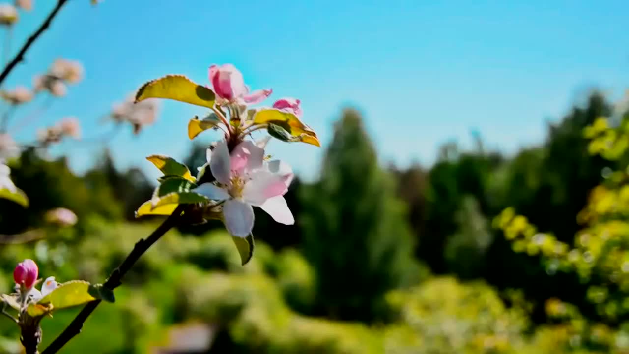 何静壁纸