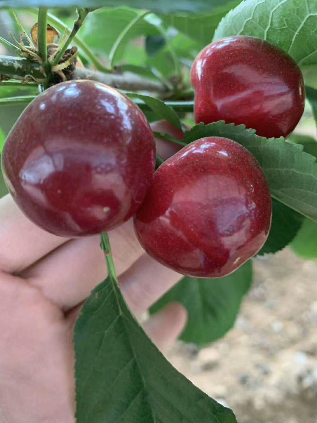 樱桃大广播 樱桃大广播