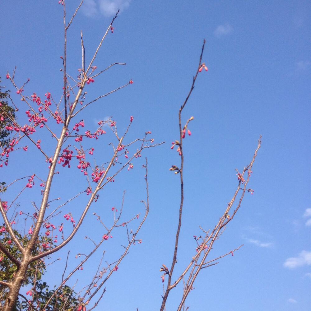 那些花儿王菲 那些花儿王菲