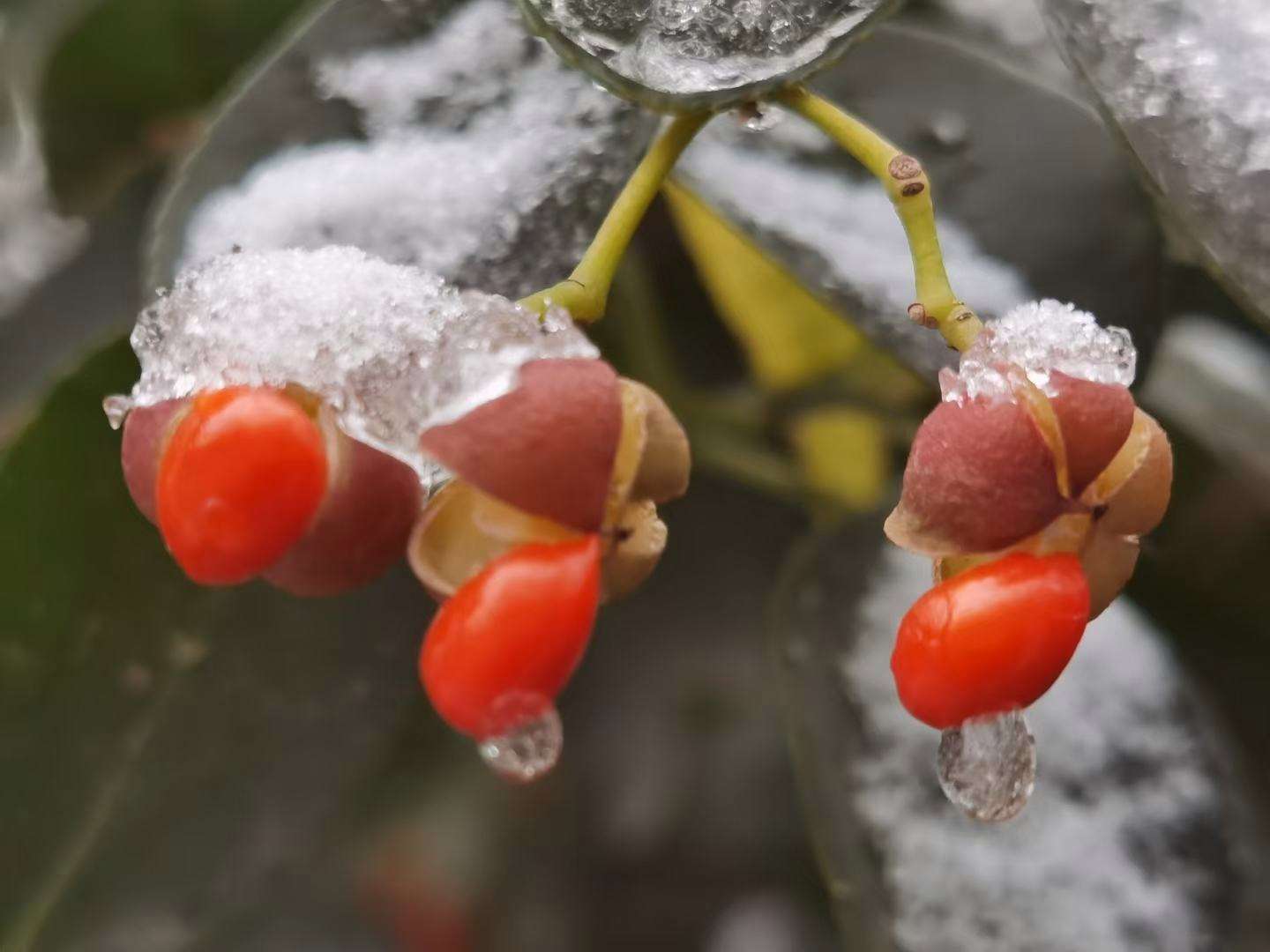 那不是雪中红歌词 那不是雪中红歌词
