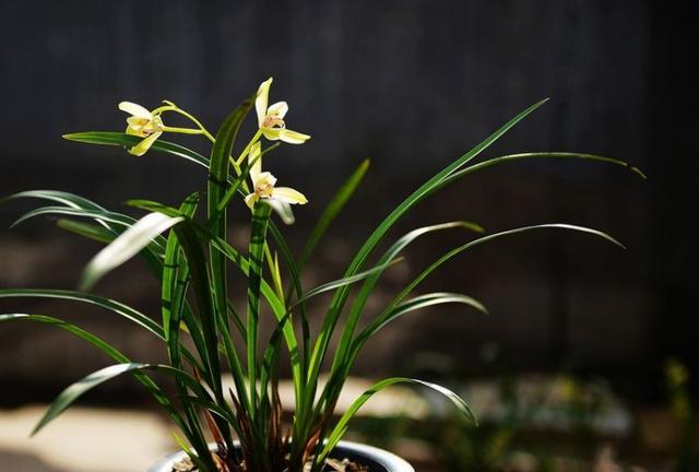 天逸兰 天逸兰