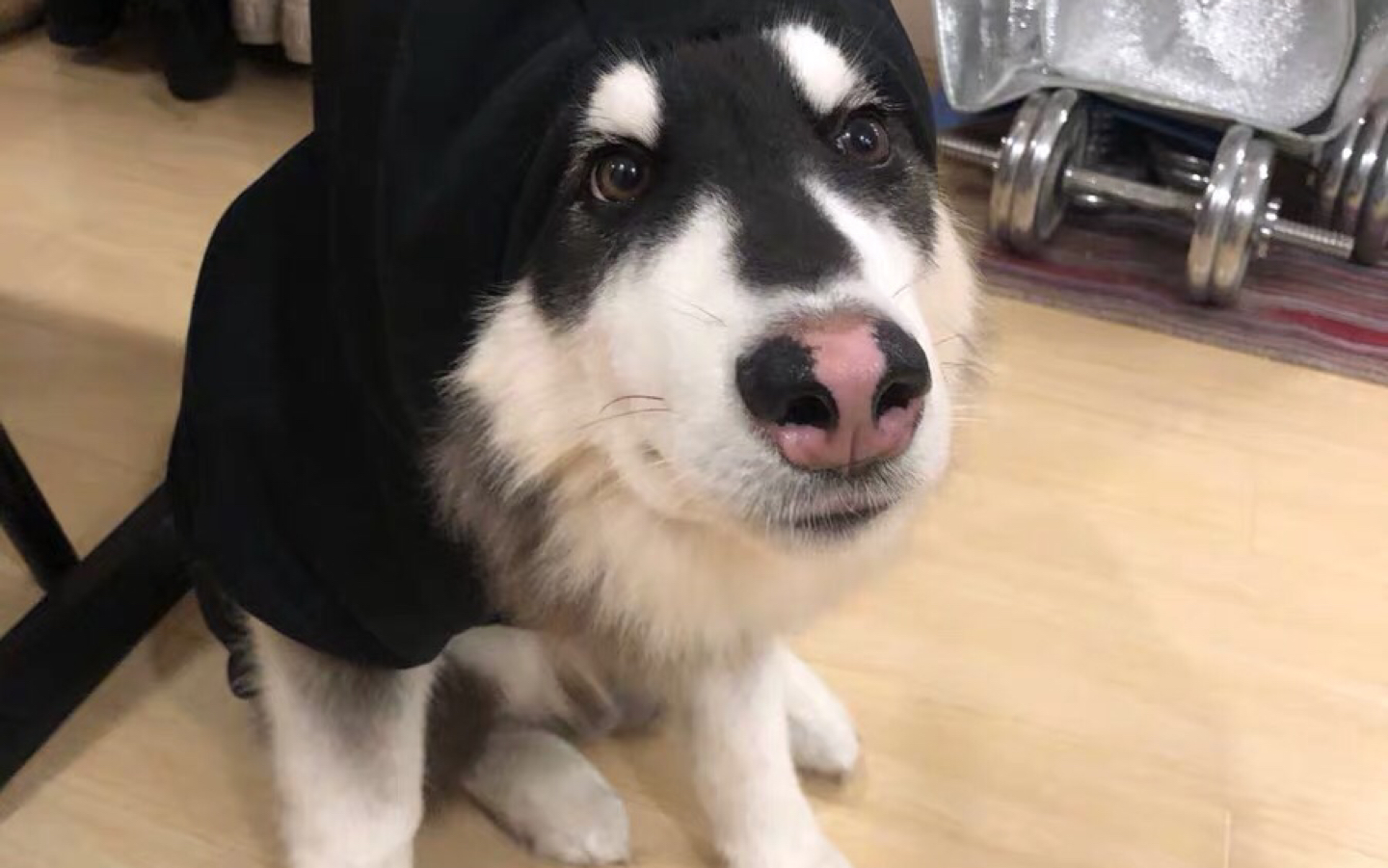 成都尼哥 成都尼哥