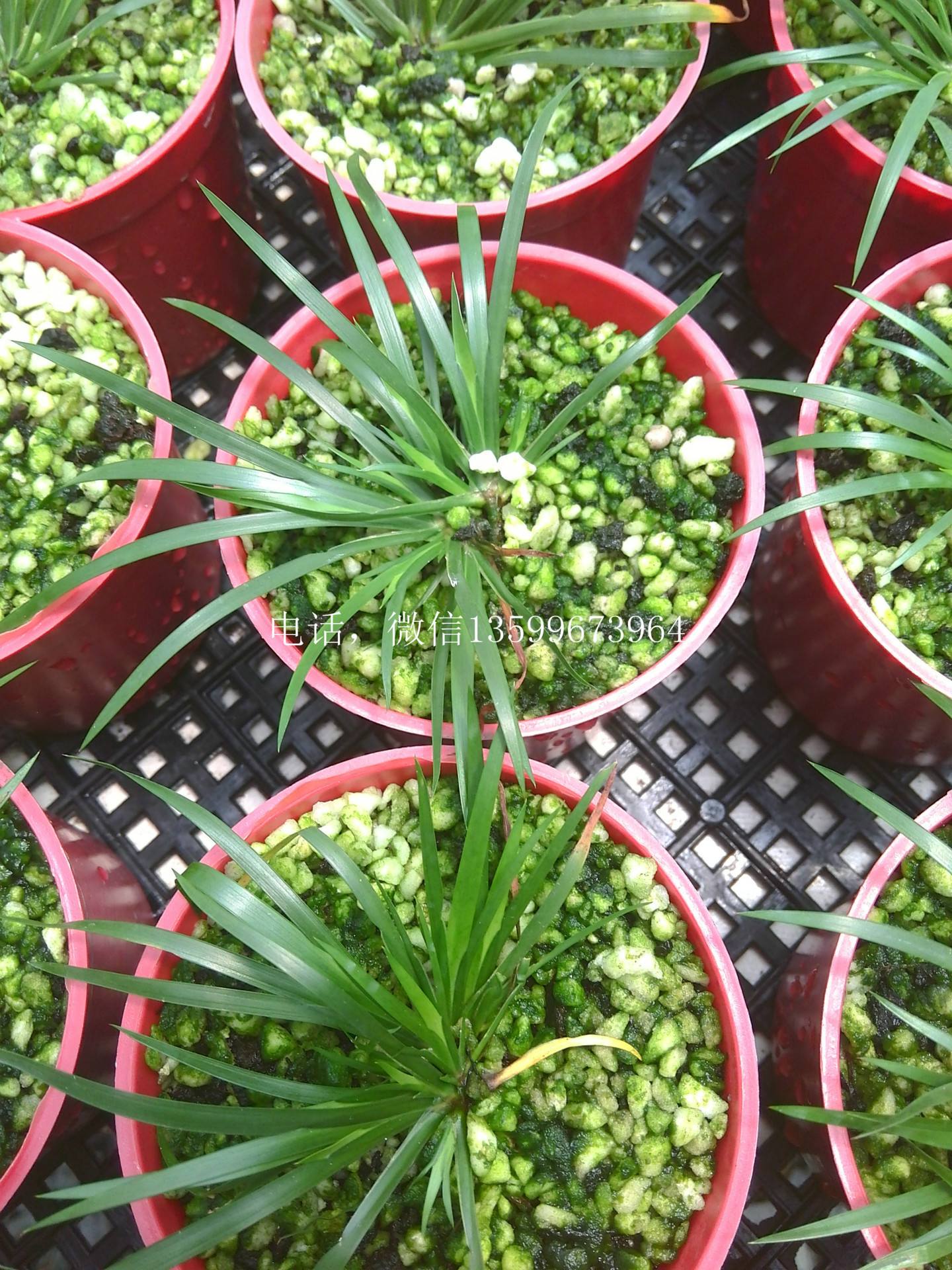 强心脏110426的复杂引见 强心脏110426的复杂引见