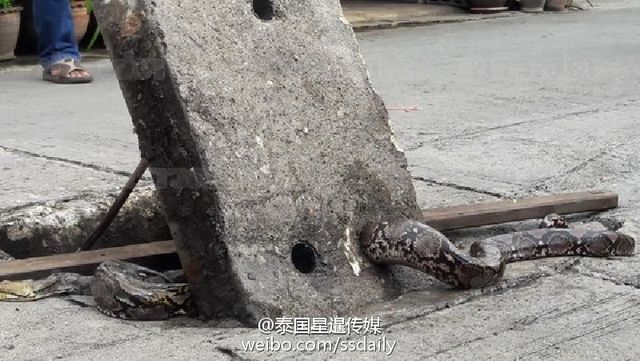 桂平大蛇