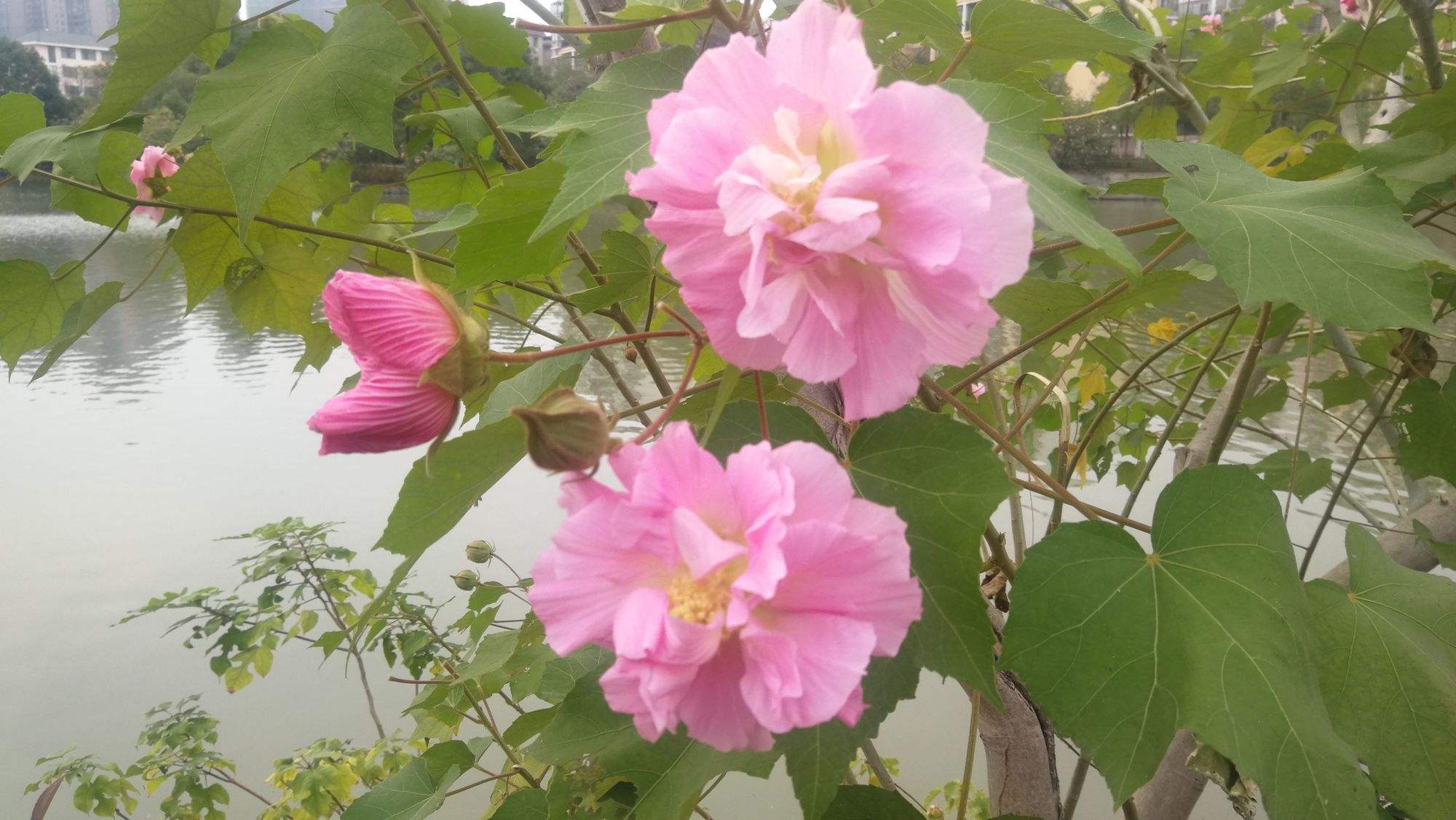 倚天屠龙记之芙蓉花开