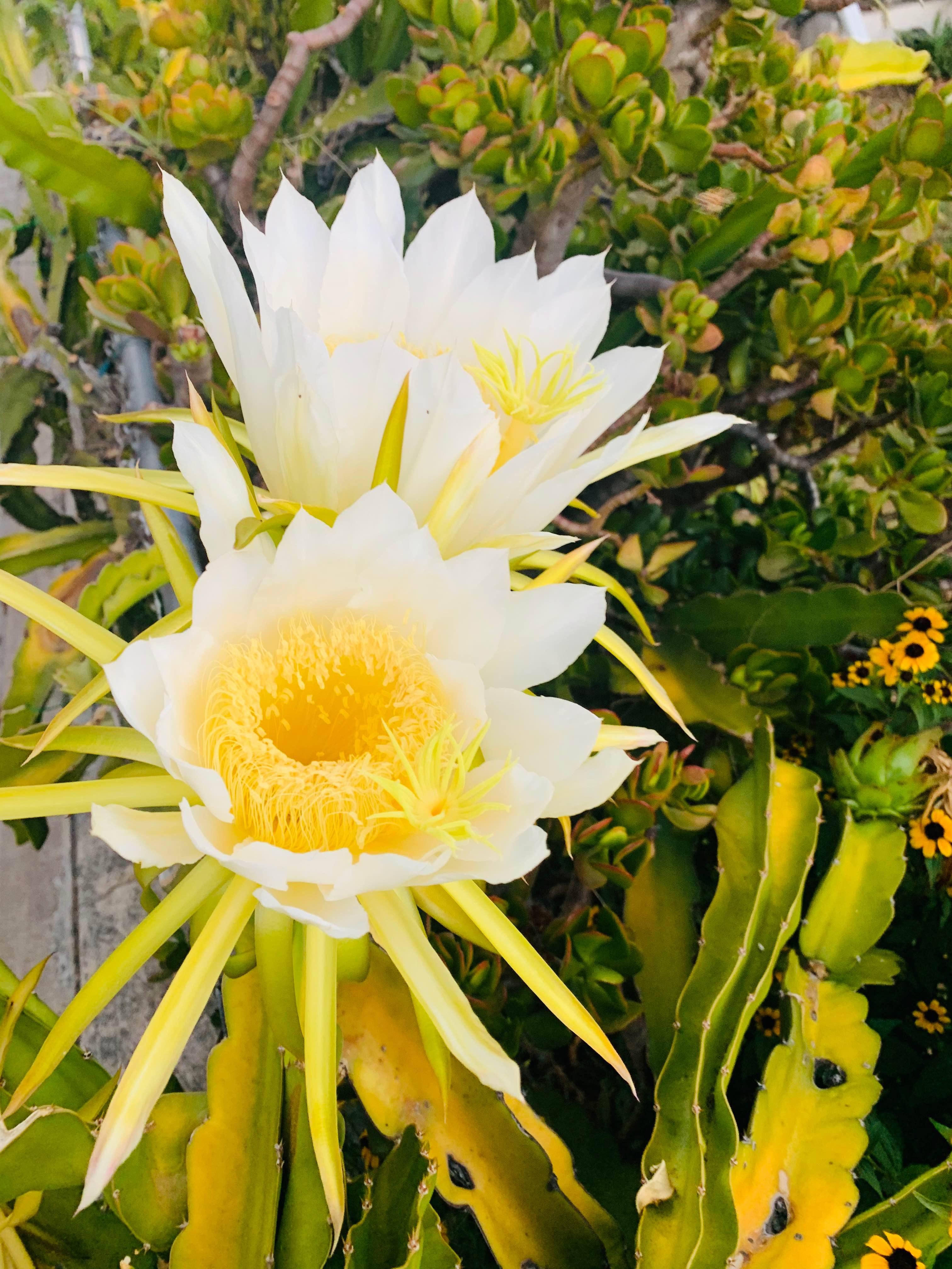 横冲直撞霸王花 横冲直撞霸王花