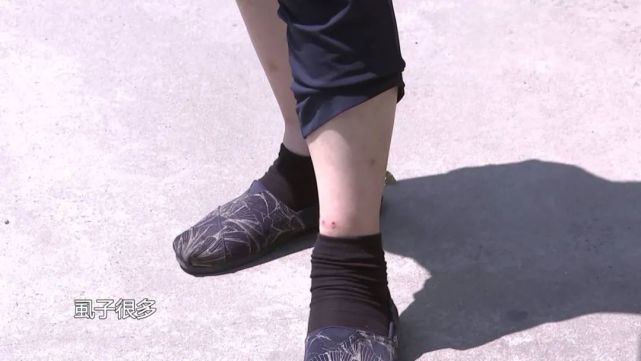 关于北京一小区车库跳蚤泛滥成灾的信息