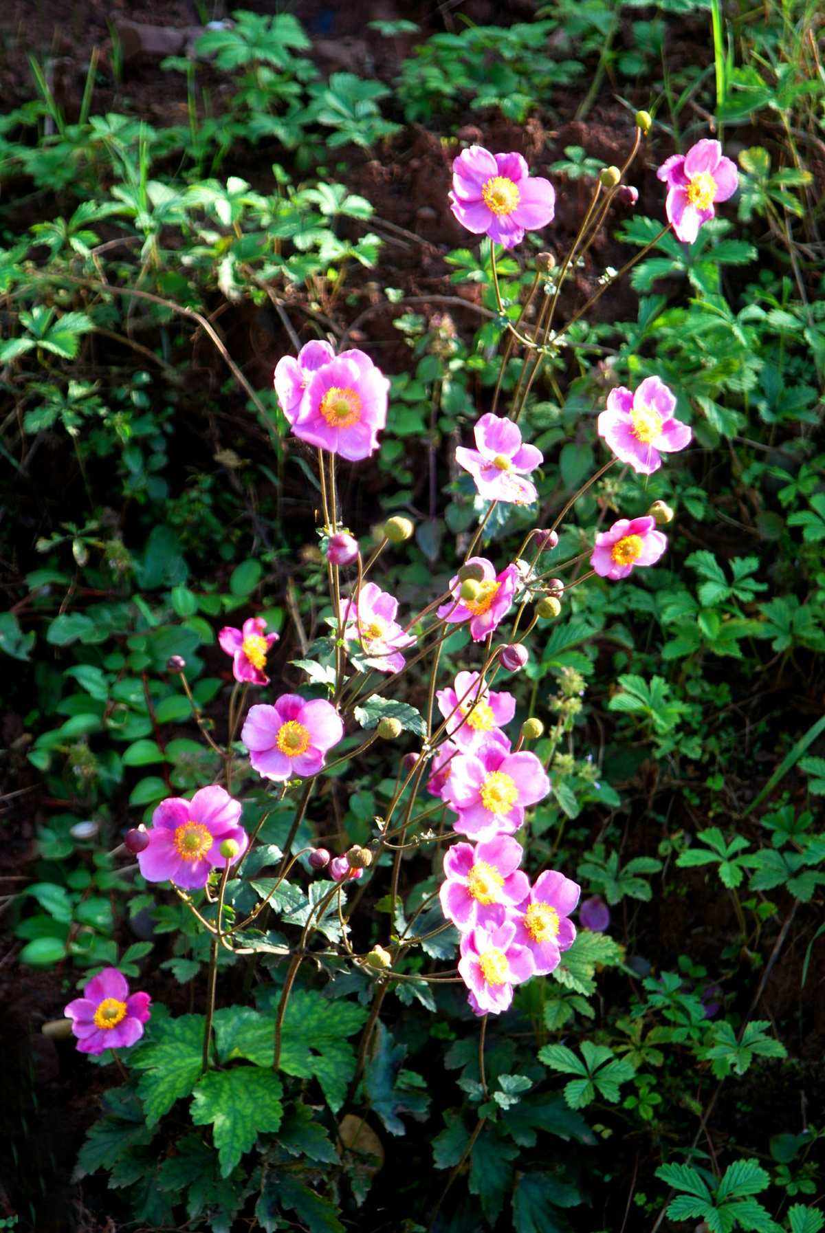 花花 花花