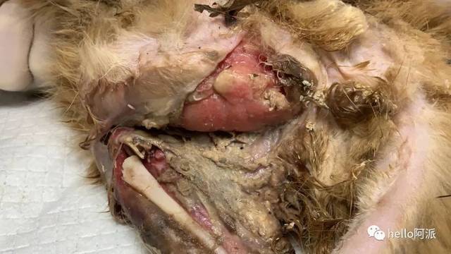 一女子全身长满蛆虫 身上长蛆的女孩此刻怎么样了 一女子全身长满蛆虫 身上长蛆的女孩此刻怎么样了