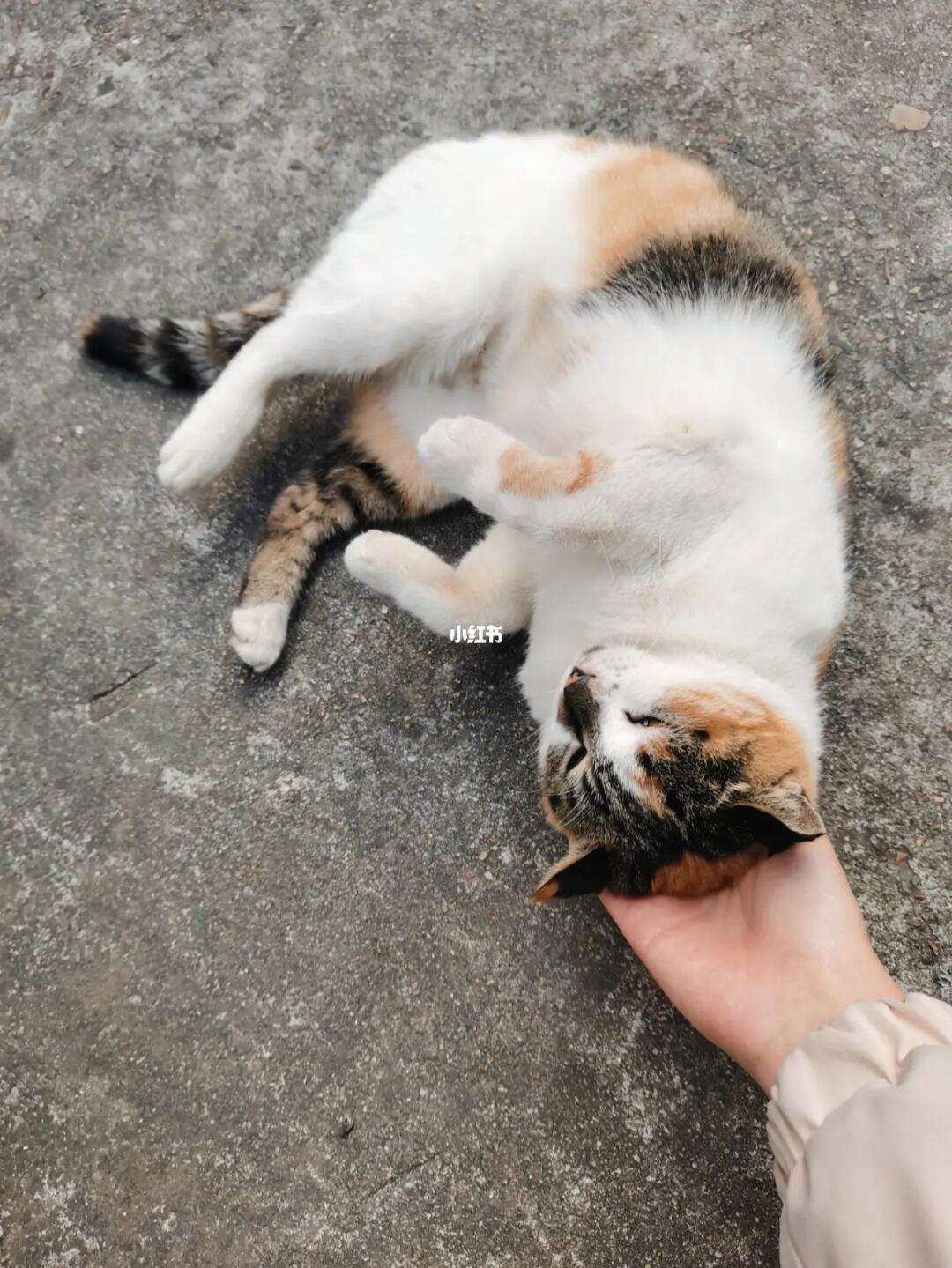 当家主母的猫入驻微博 当家主母是哪位言情小说家的作品 