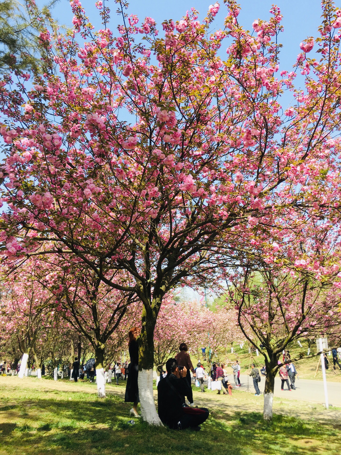 成都樱花节 成都樱花节图片 