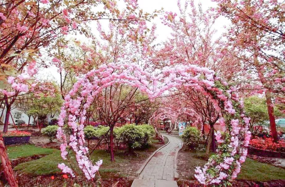 成都樱花节 成都樱花节图片 成都樱花节 成都樱花节图片