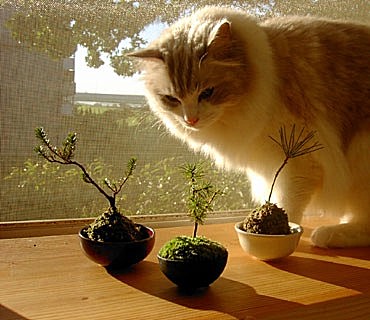 盆景猫 盆景猫事件