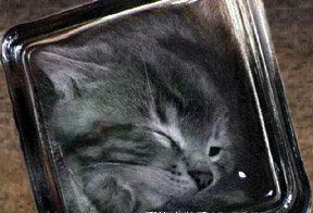 盆景猫 盆景猫事件 盆景猫 盆景猫事件