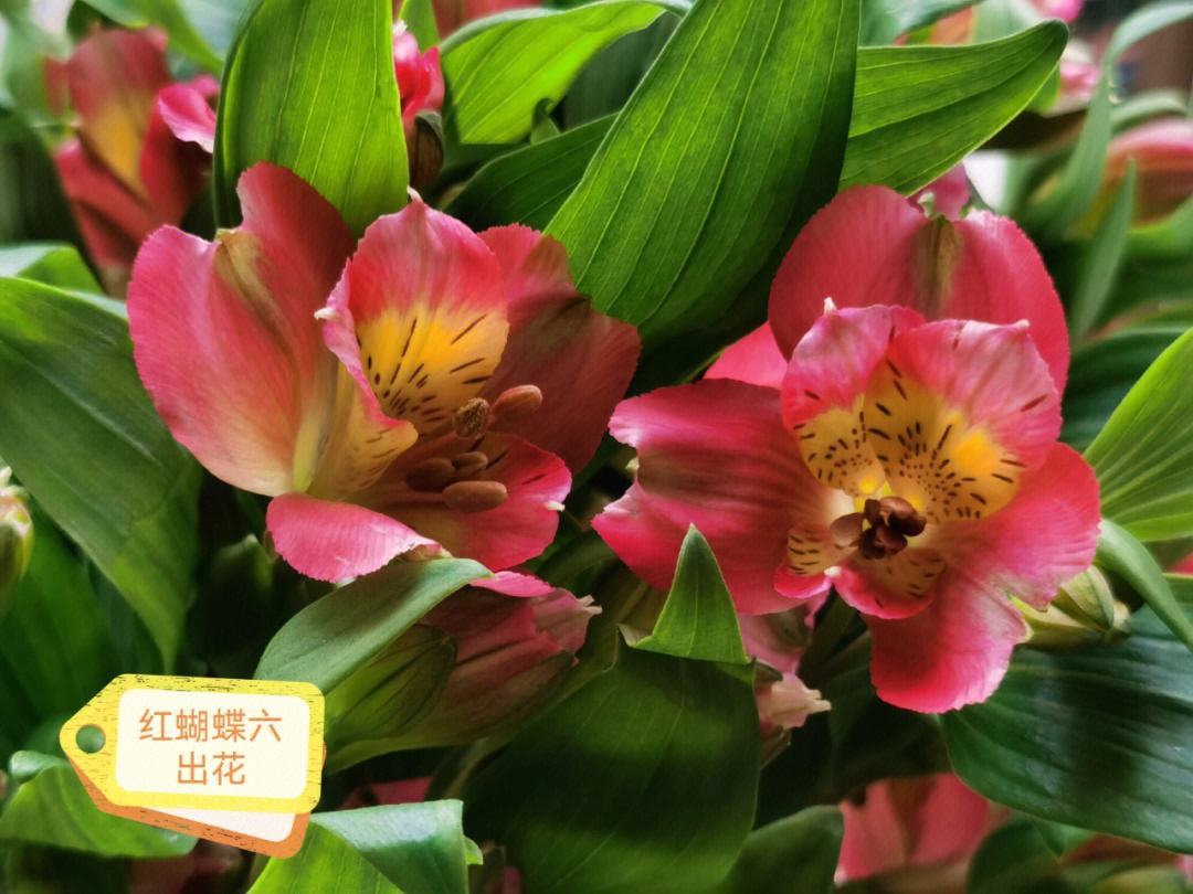 红蝴蝶歌词 红虹蝴是红蝴蝶吗 