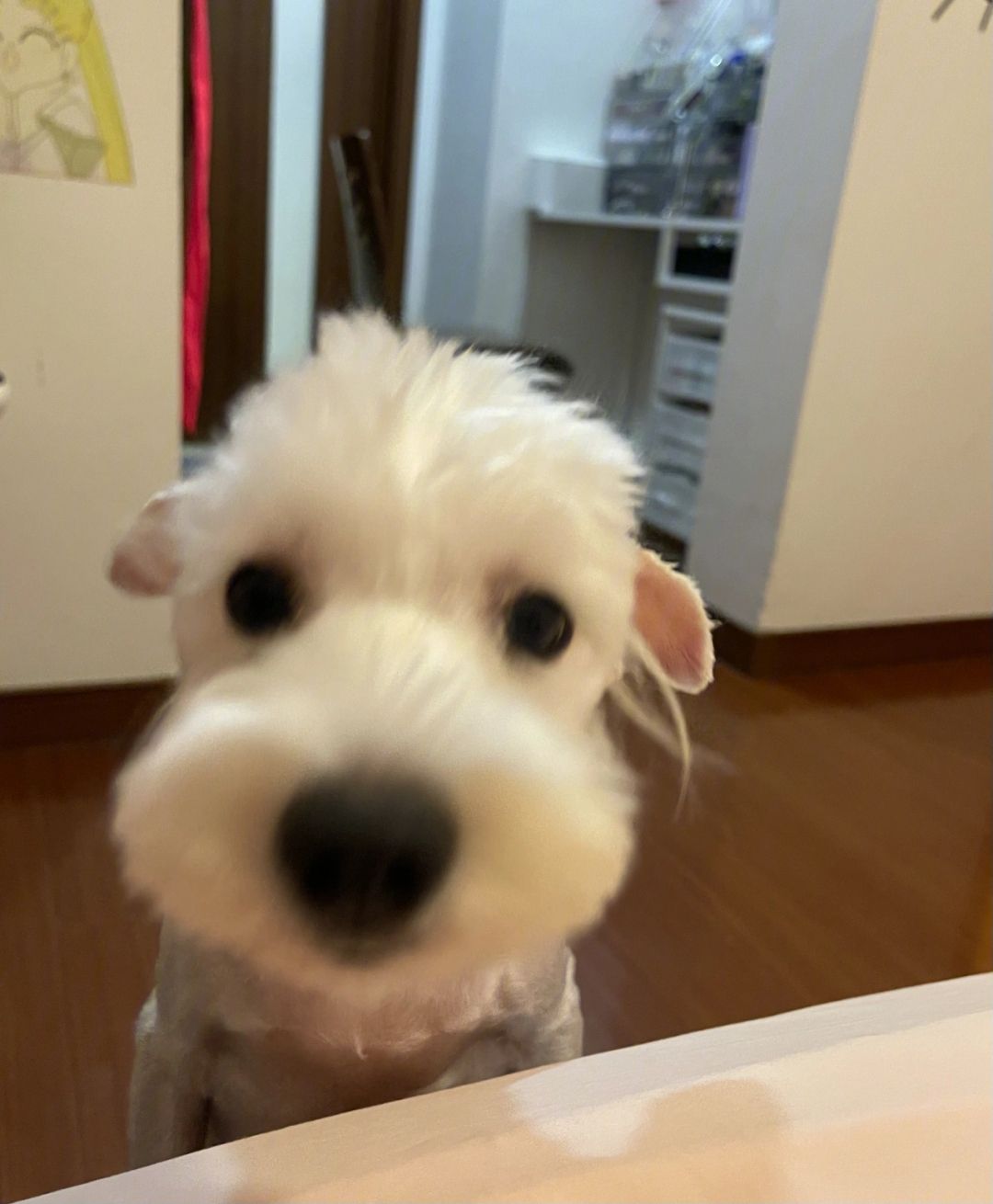 雪纳瑞三口之家 雪纳瑞三口之家开门闪现 雪纳瑞三口之家 雪纳瑞三口之家开门闪现