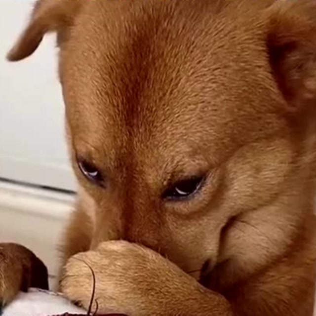 这事不赖我台词 这事不赖我台词怎么说 这事不赖我台词 这事不赖我台词怎么说