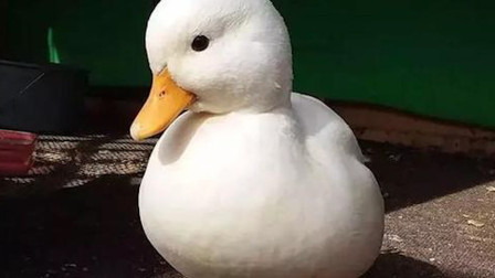 王思聪买的鸭子 王思聪买的鸭子给吃了