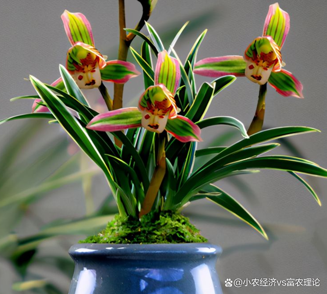 天逸兰 天逸兰花图片