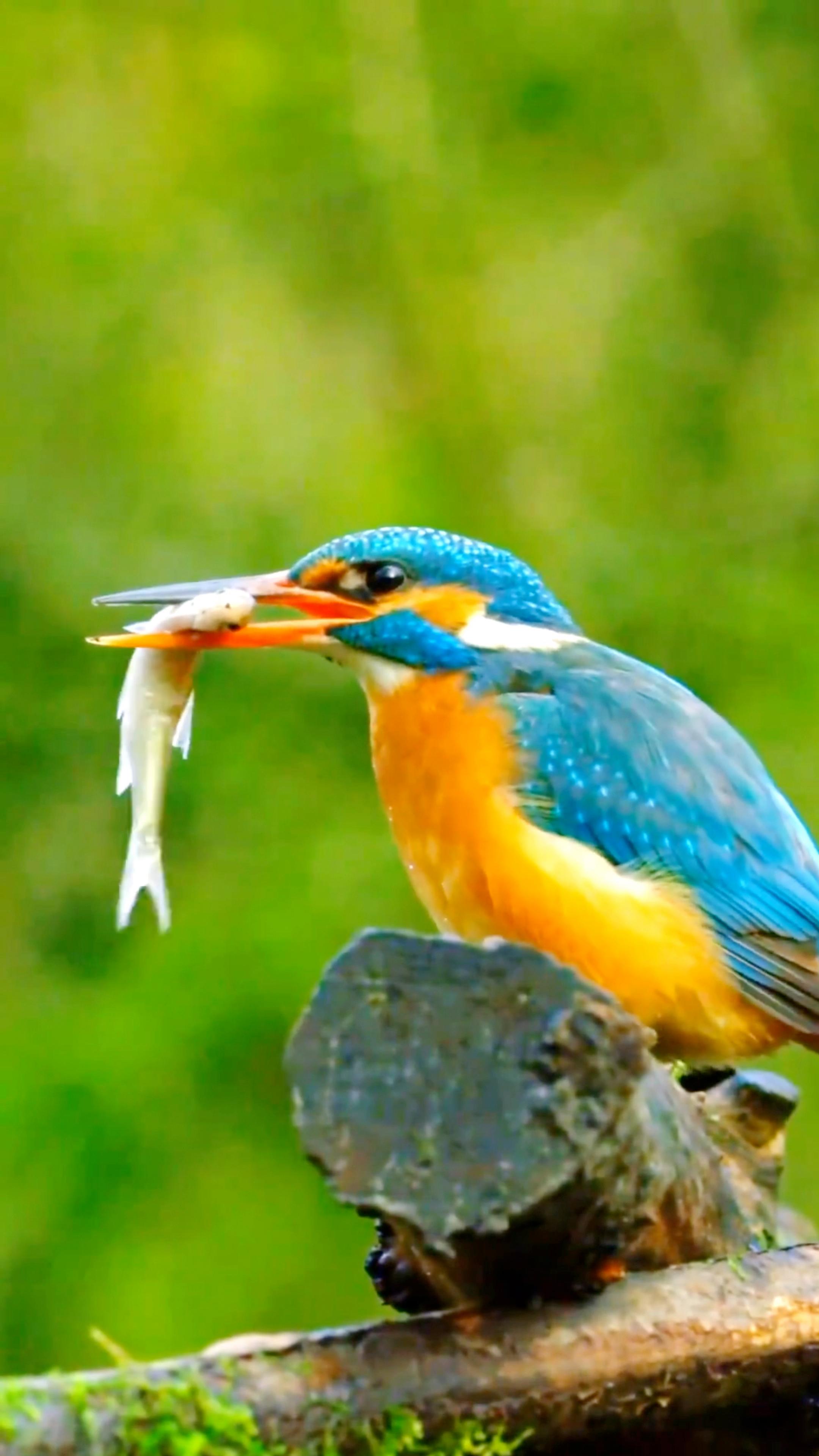 翠鸟抓鱼遭冰封 翠鸟抓鱼遭冰封的故事 翠鸟抓鱼遭冰封 翠鸟抓鱼遭冰封的故事