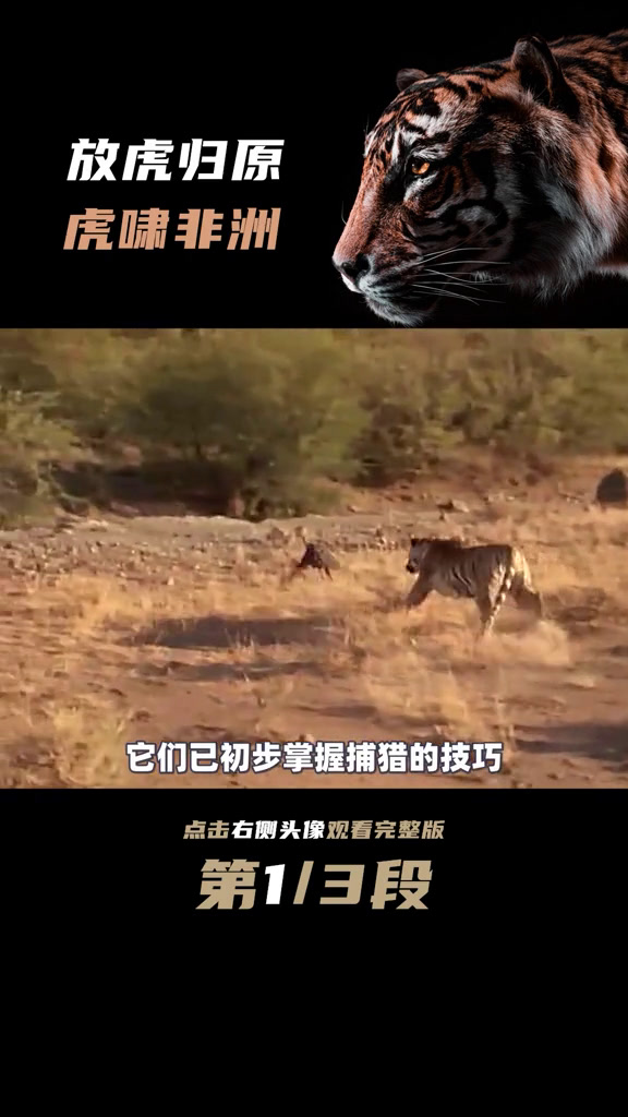 非洲虎啸2 非洲虎啸中杀狮子视频 非洲虎啸2 非洲虎啸中杀狮子视频