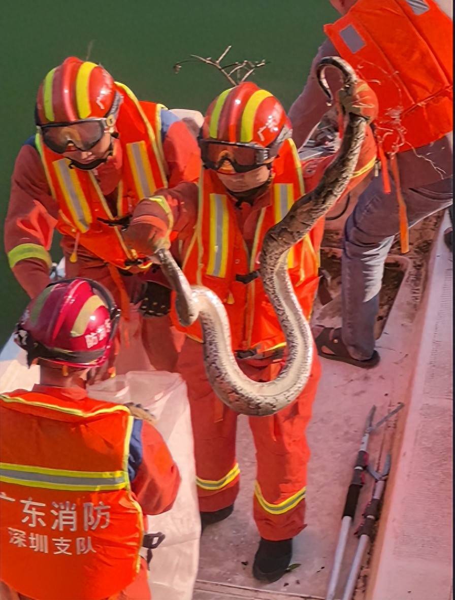 挖机挖出大蛇 挖机挖出大蛇什么意思 