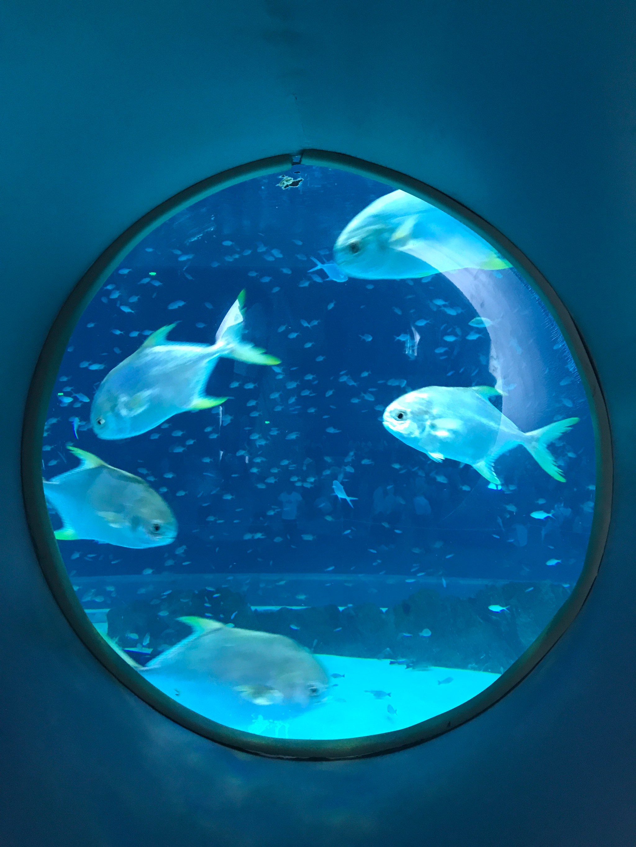 我心似海洋歌词 我心似海洋歌词意思 我心似海洋歌词 我心似海洋歌词意思