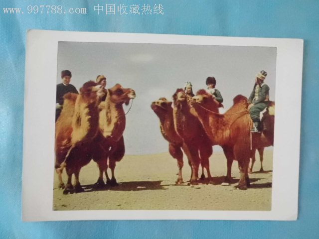 阿拉善车祸中被撞骆驼主人发声 阿拉善车祸有几何起 阿拉善车祸中被撞骆驼主人发声 阿拉善车祸有几何起