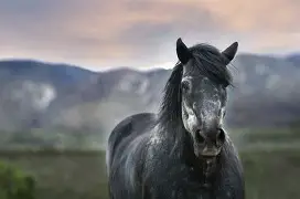 马于飞 马于飞演员 