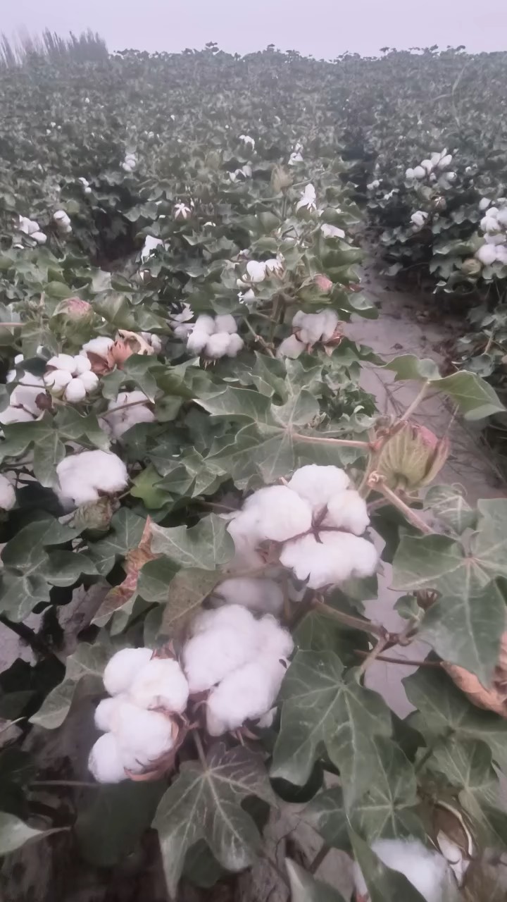 HM新疆棉花 hm新疆棉花事实