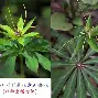 叶梓萱吴彦堃 叶梓萱吴彦堃合唱