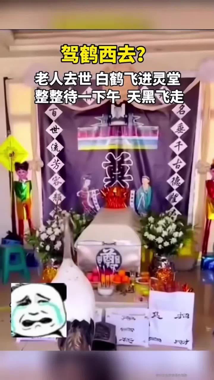 官方回应灵堂飞来仙鹤 灵堂飞来鸟是什么预兆
