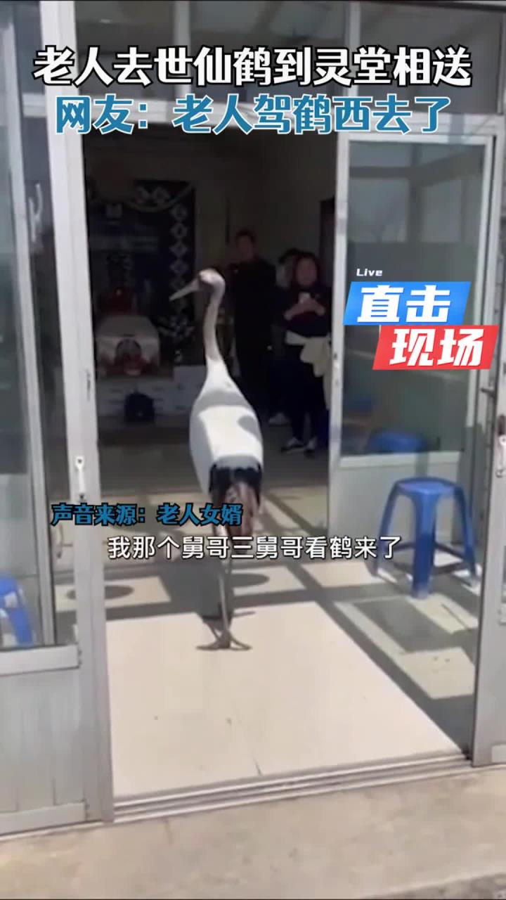 官方回应灵堂飞来仙鹤 灵堂飞来鸟是什么预兆 官方回应灵堂飞来仙鹤 灵堂飞来鸟是什么预兆