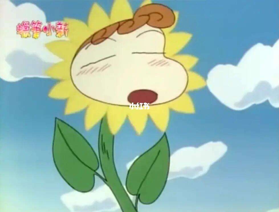 天天兄弟向日葵 天天向上天天兄弟 天天兄弟向日葵 天天向上天天兄弟