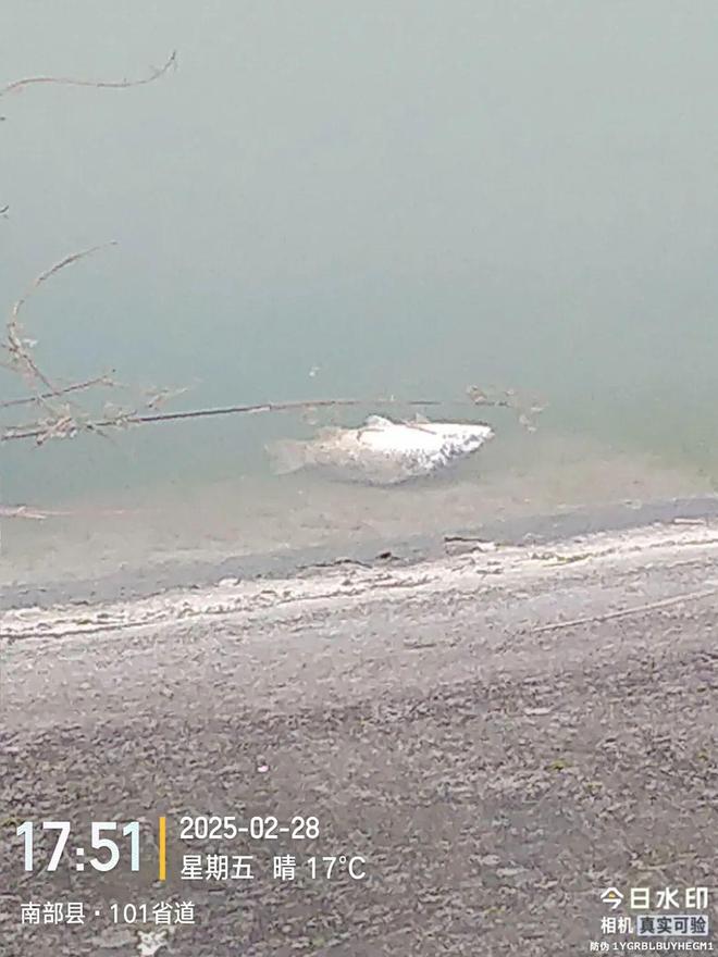 南宁捡死鱼事件 南宁捡死鱼事件最新进展
